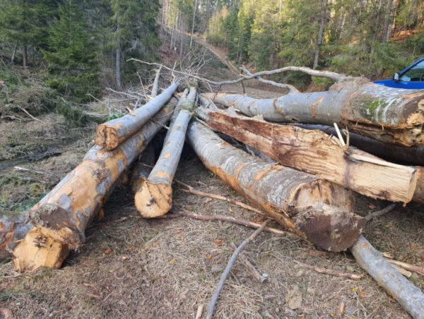 Tăiere ilegală de arbori în Săcele: scandal pe rețelele sociale