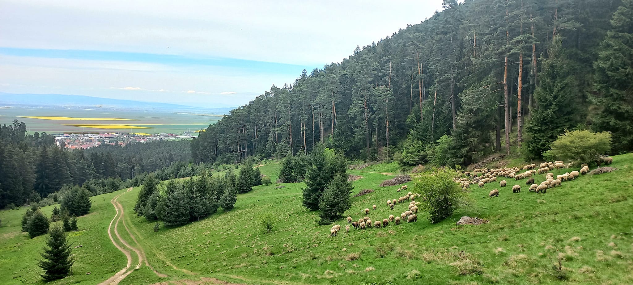 Săcele vinde lemn pe picior. Ce se ascunde în spatele licitației