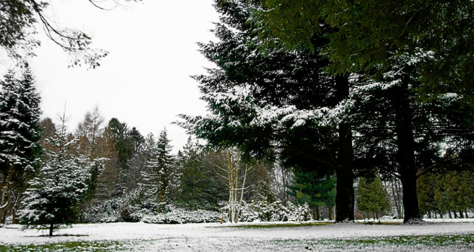 Licitație material lemnos la RPLP Săcele