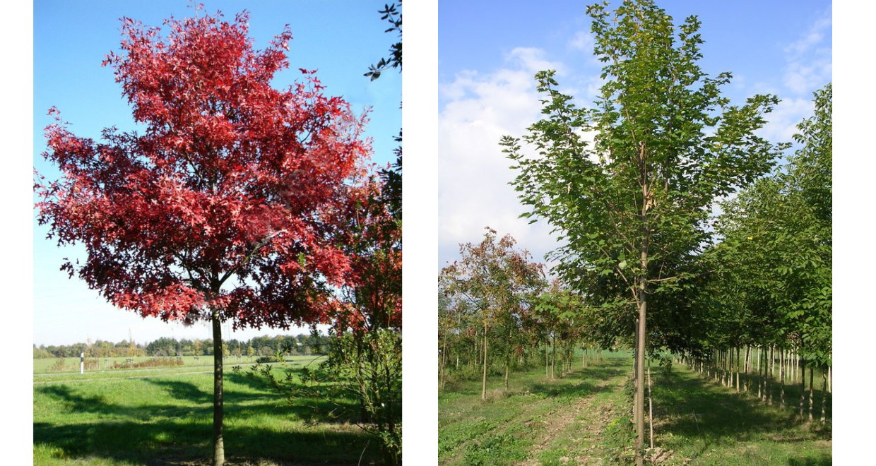 Săcele: 60 de pomi noi vor înverzi orașul