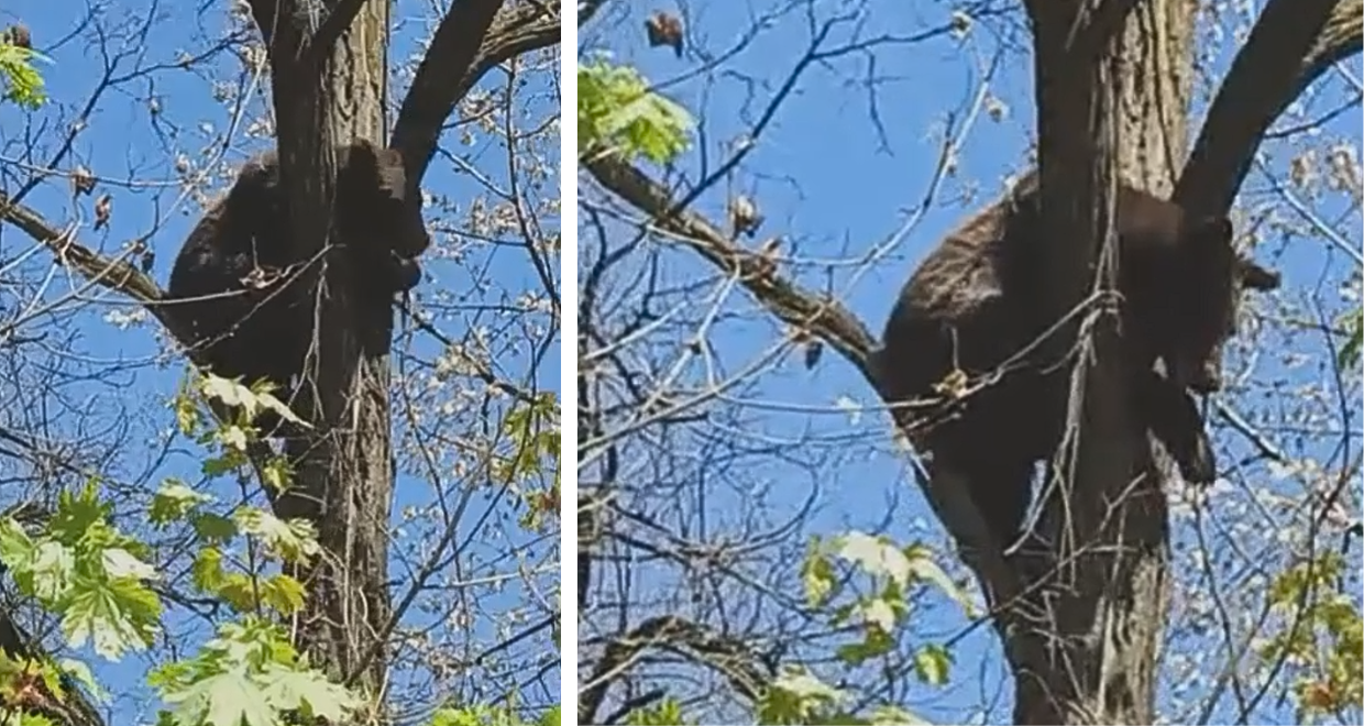 Urs la Săcele: Alertă RO-Alert după avistare pe stradă