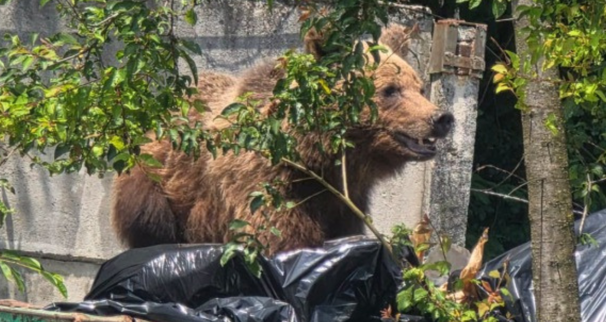 Ursoaică împușcată la Spitalul Sf. Constantin în Brașov